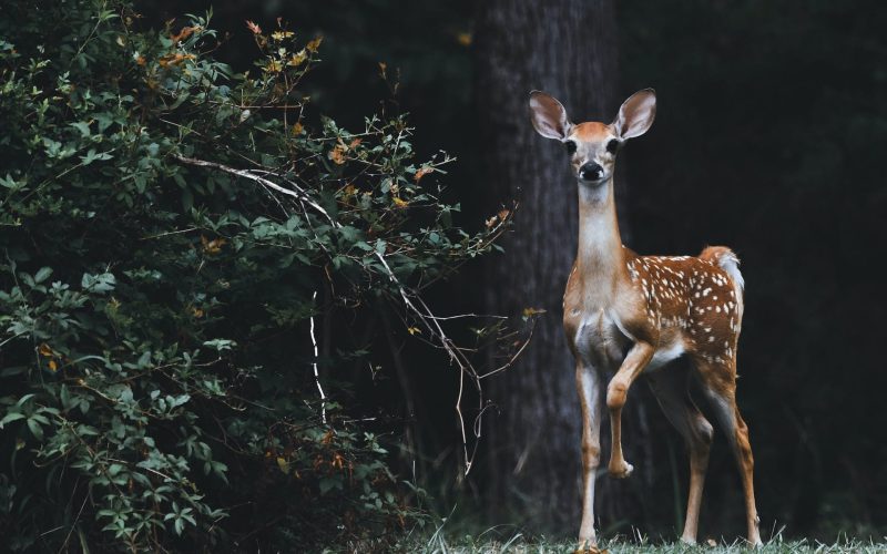 scott-carroll-favQn8WgRyk-unsplash